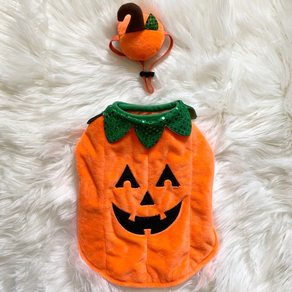 🐈 Cat Halloween Costume Pumpkin Jack O Lantern